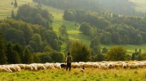 operatore agricolo